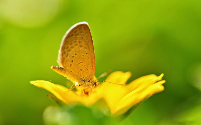 Bài thơ Thương cánh bướm vàng